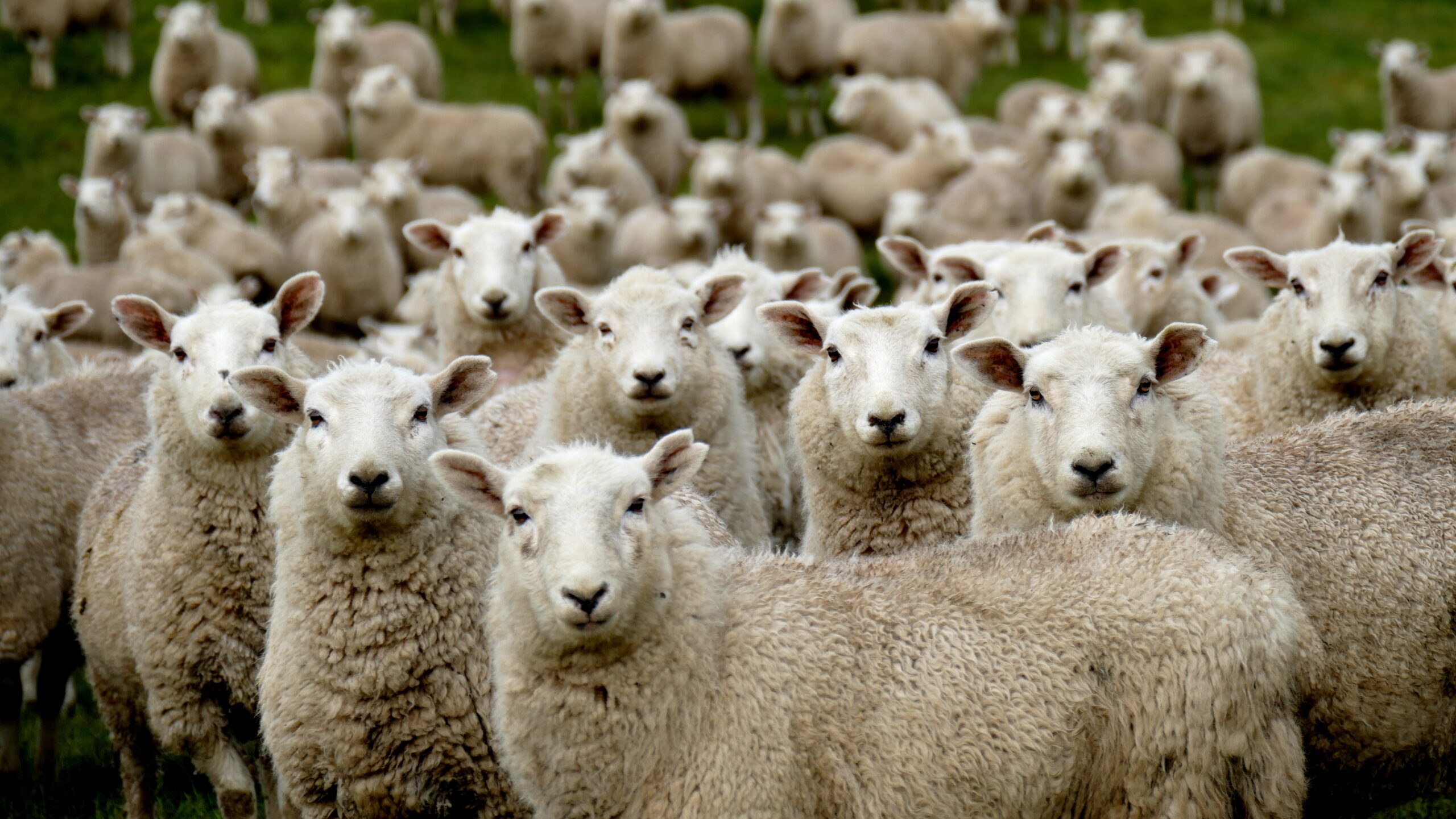 sheep flock with sheep