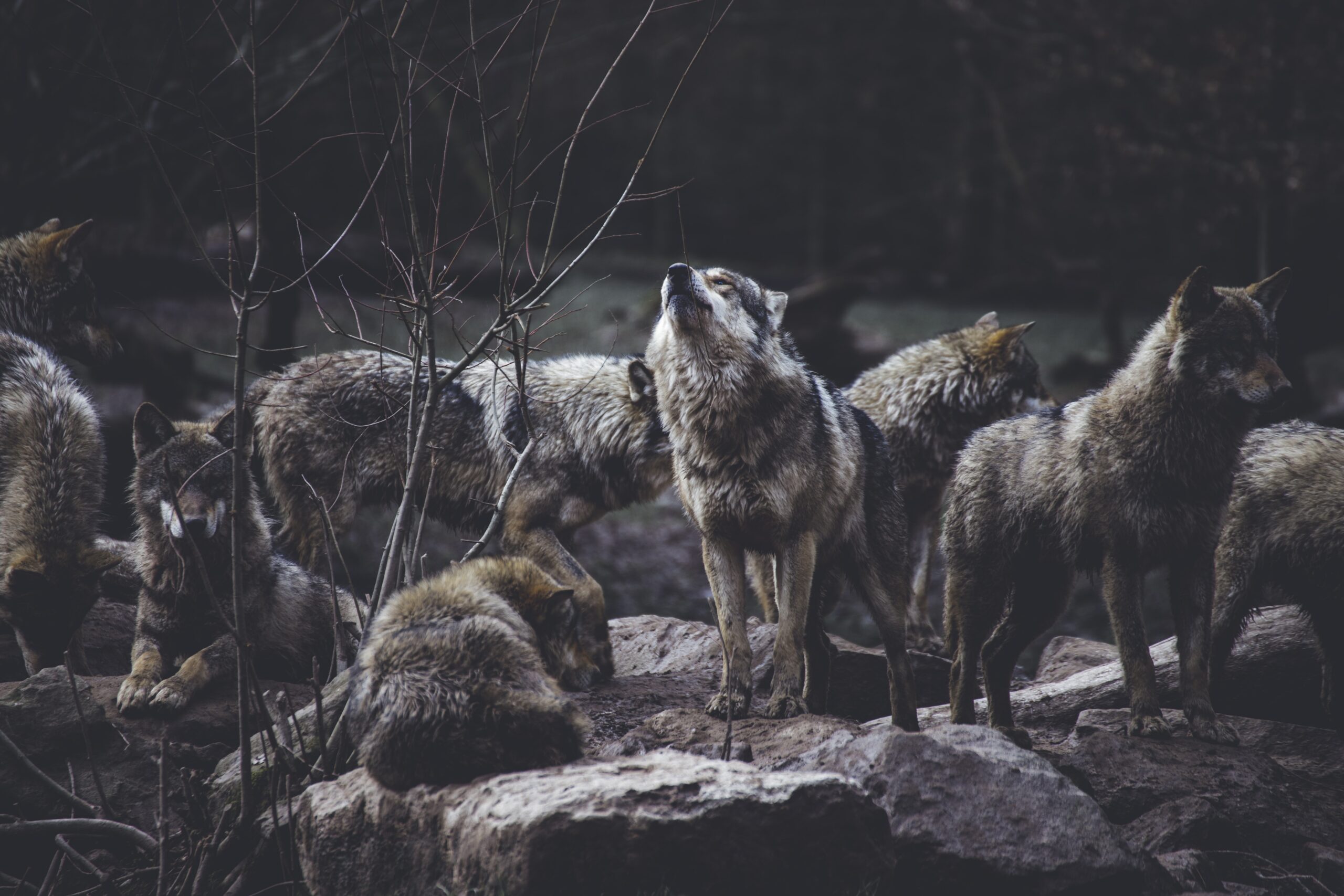 wolves flock with wolves